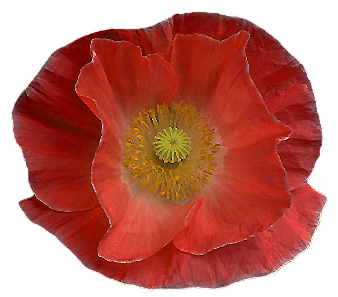Poppy flower